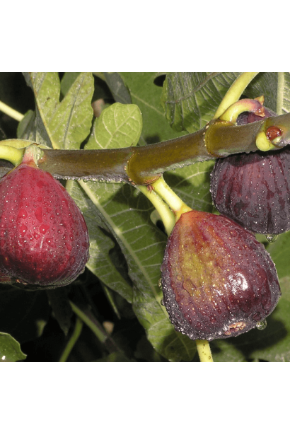 Созревание инжира Техас Everbearing осенью